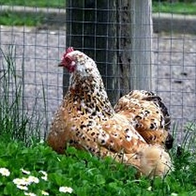 Keeping your chickens safe