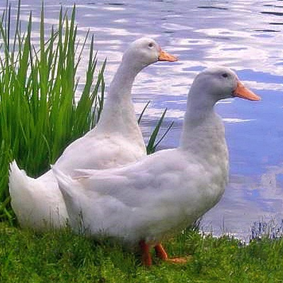 Aylesbury duck breed