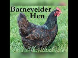 Barnevelder