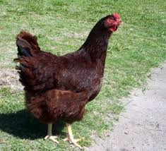 Rhode Island Red