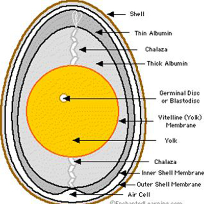 Egg Parts Data