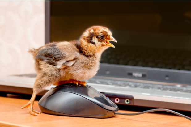 baby chicken day14-28