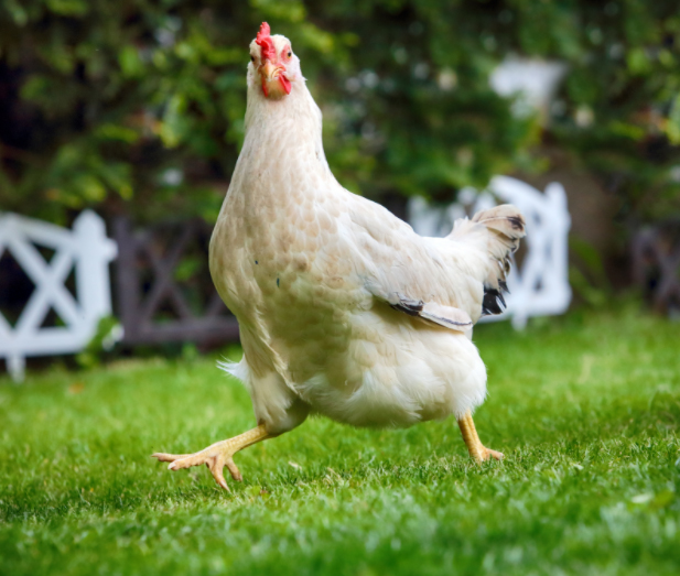 bossy chook