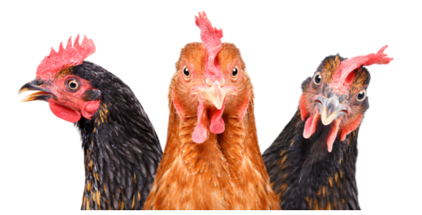 cheeky chook