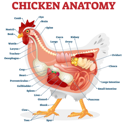 chicken anatomy
