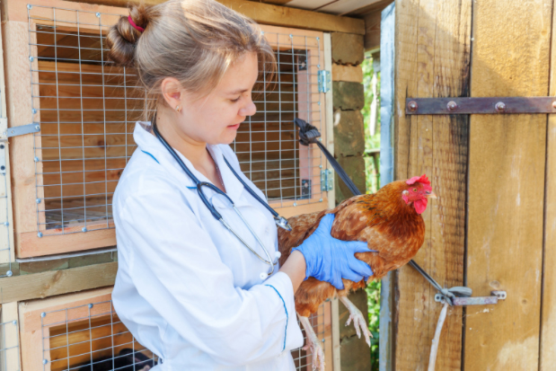 How To Properly Care And Maintain Chickens How To Properly Care And Maintain Chickens