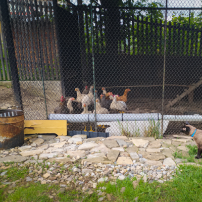 chicken coop predator prevention