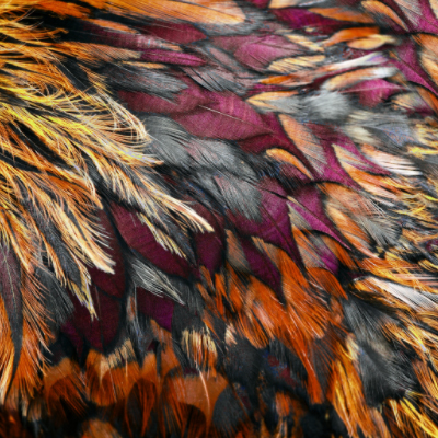 chicken feathers