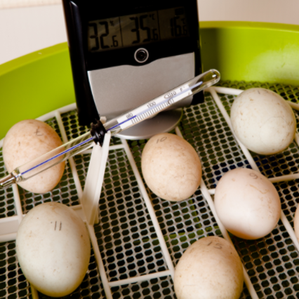 chicken incubation