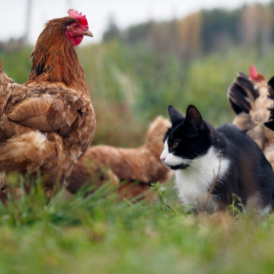 chickens and cats
