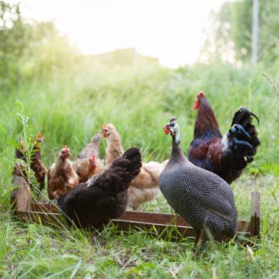 chickens guinea fowls