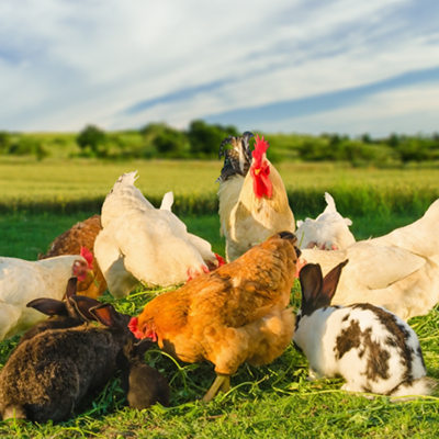 chickens rabbits together