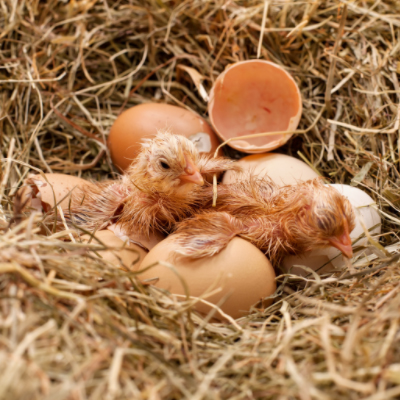 chicks life