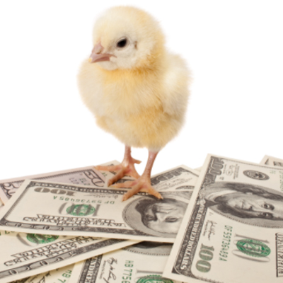 Cost of raising chickens