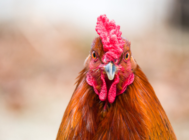 Cushion Comb Chickens