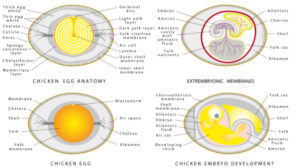 PRIMary guide FOR egg candling