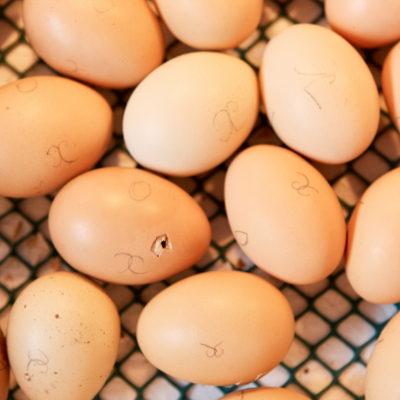day 1 egg incubation