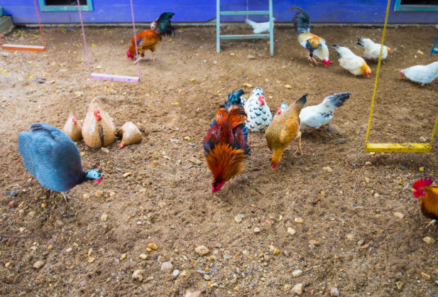 keep chickens entertained
