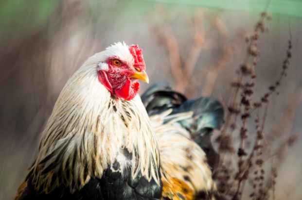 pea comb chickens