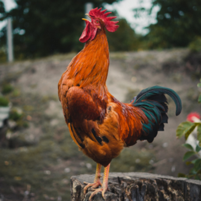 rooster tips