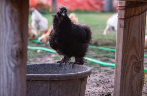 Smart Chook