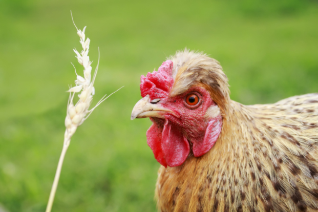 StrawberComb Chickens