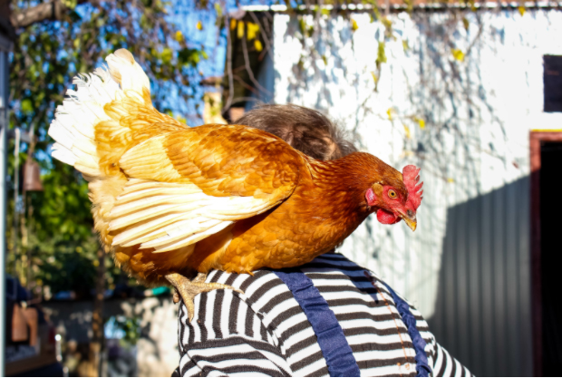 sweet chook