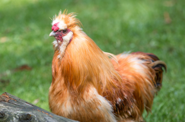 Walnut Comb Chickens