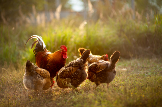 why want a rooster