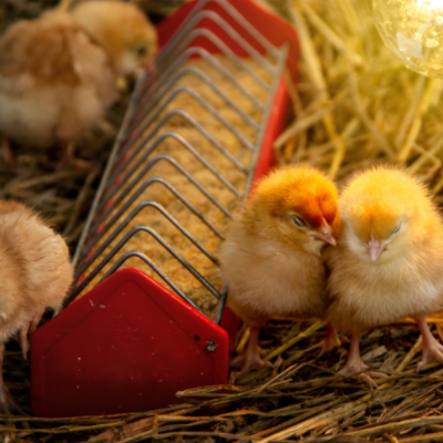 Needed for Baby chickens