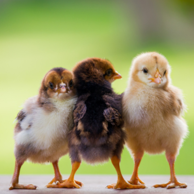 baby chicken first days