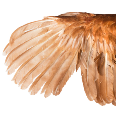 How to safely clip your chicken’s wings