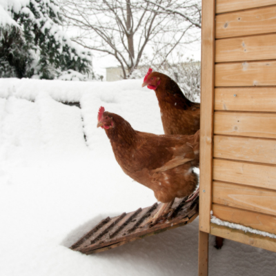 How to manage chickens in winter