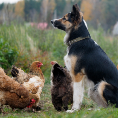 chickens and dogs together