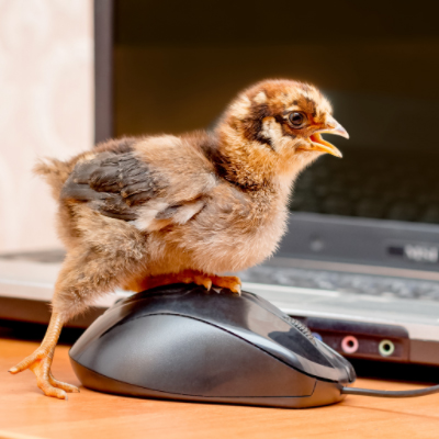chicks life day 0-60