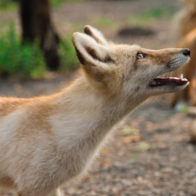 How to protect your chickens from foxes