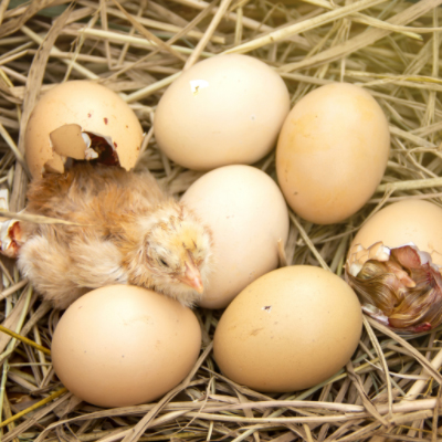 The Preparation for Hatching Day