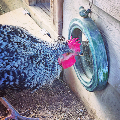 How to keep chickens happy