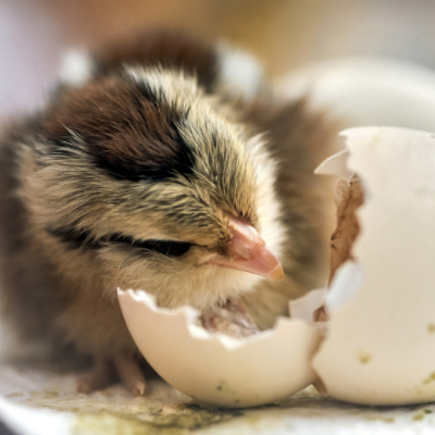 hatching day to dos
