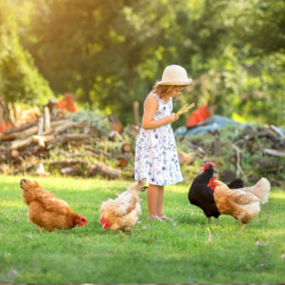 Chicken owner checklist when going on a holiday