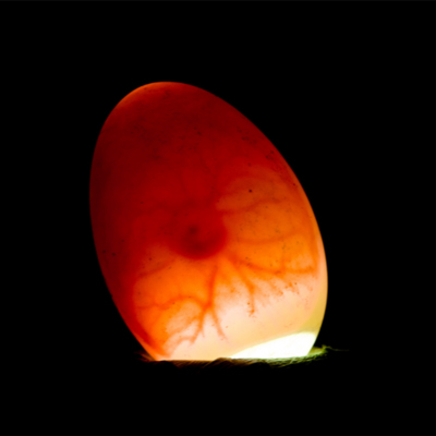 incubation day10