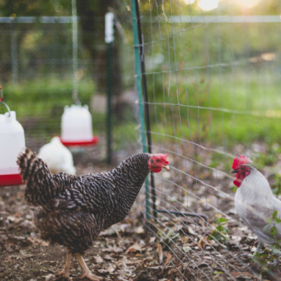 How to prevent chickens from escaping or getting lost