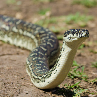 How to protect your chickens from snakes