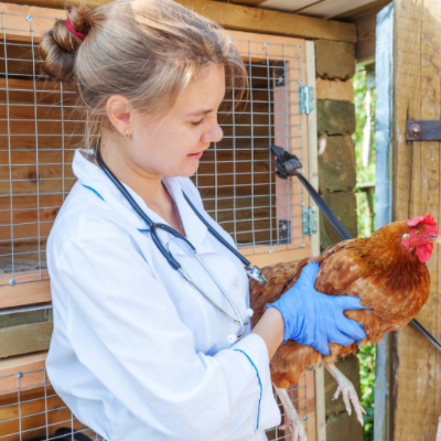 proper-care-chickens