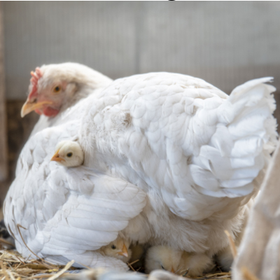 protecting chicks