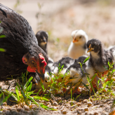 a day in chick life