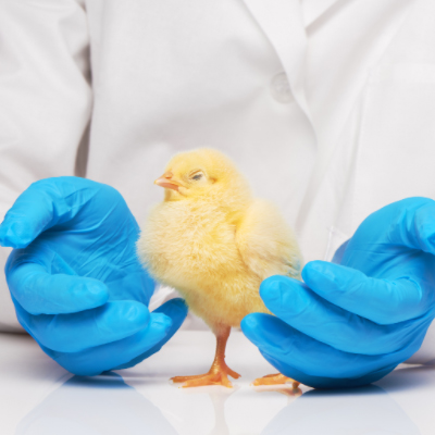 baby chicken problems