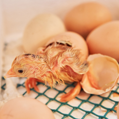 benefits incubation featured