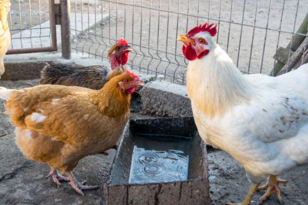 bucket chicken waterers