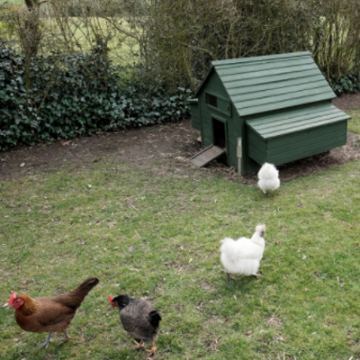 chicken coops featured